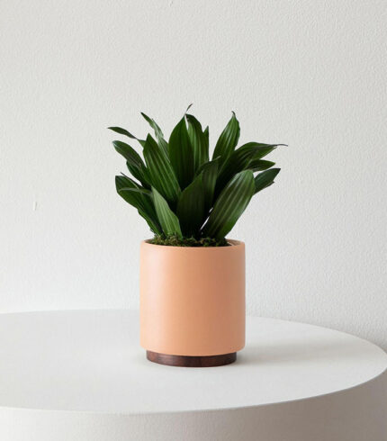 Dracaena Compacta - 图片 2