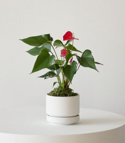 Cactus & Succulent Potting Mix - 图片 4