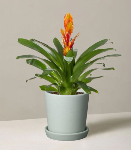 Bromeliad Vriesea - 图片 2