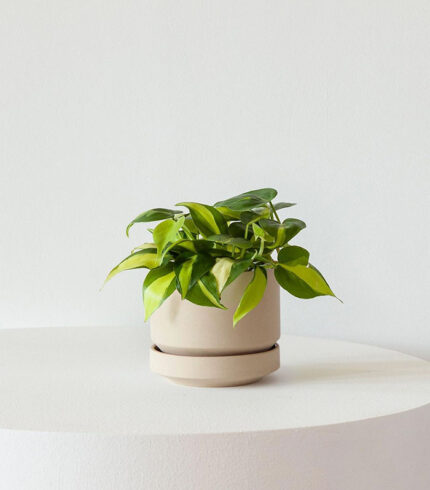 Persilade - 图片 5