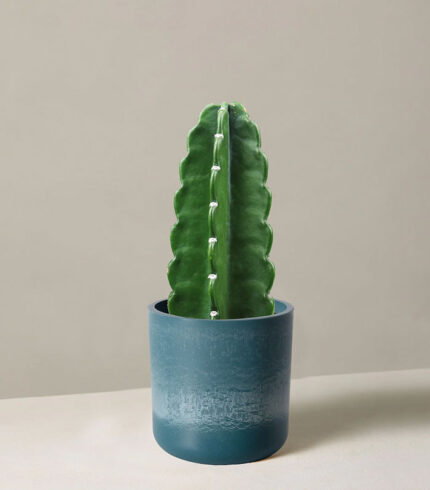 Cuddly Cactus - 图片 2