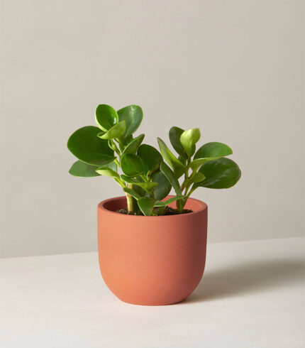 Peperomia Obtusifolia - 图片 2
