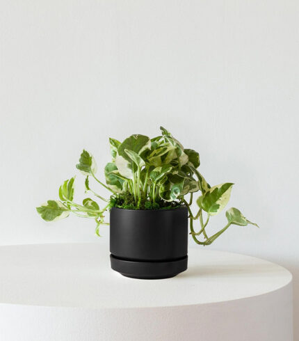 N’joy Pothos - 图片 4